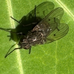 Helina sp (genus) at Cardiff, NSW - 28 Jul 2024 by Hejor1