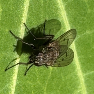 Helina sp (genus) at Cardiff, NSW - 28 Jul 2024 08:36 AM