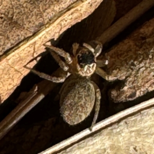 Maratus griseus at Cardiff, NSW - 28 Jul 2024 08:39 AM