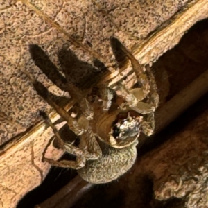 Maratus griseus at Cardiff, NSW - 28 Jul 2024 08:39 AM