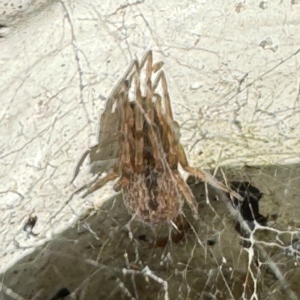 Badumna (genus) at Cardiff, NSW - 28 Jul 2024 08:41 AM