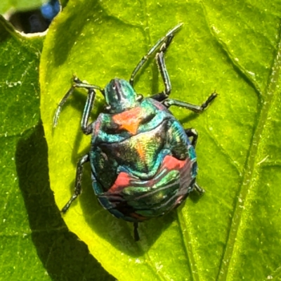 Tectocoris diophthalmus (Cotton harlequin bug) at Cardiff, NSW - 28 Jul 2024 by Hejor1