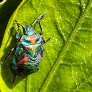 Tectocoris diophthalmus at Cardiff, NSW - 28 Jul 2024 08:44 AM