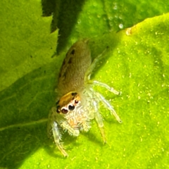 Opisthoncus sp. (genus) at Cardiff, NSW - 28 Jul 2024