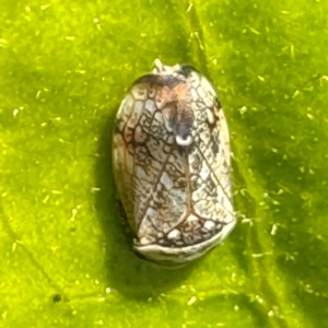Neovulturnus (genus) at Cardiff, NSW - 28 Jul 2024 08:45 AM