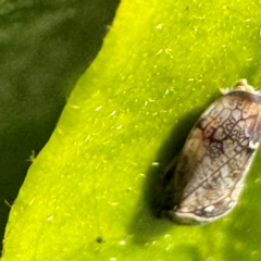 Neovulturnus (genus) at Cardiff, NSW - 28 Jul 2024 08:45 AM