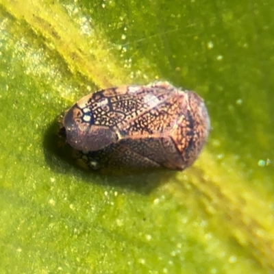 Neovulturnus (genus) (A leafhopper) at Cardiff, NSW - 28 Jul 2024 by Hejor1