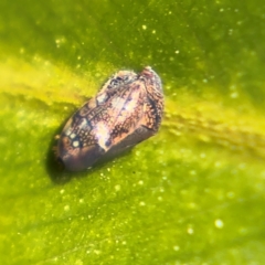 Neovulturnus (genus) at Cardiff, NSW - 28 Jul 2024 08:50 AM