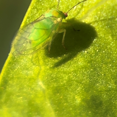 Psyllidae sp. (family) (Unidentified psyllid or lerp insect) at Cardiff, NSW - 28 Jul 2024 by Hejor1