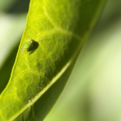 Unidentified at suppressed - 28 Jul 2024