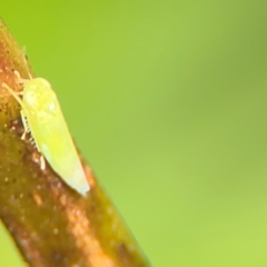 Cicadellidae (family) at Cardiff, NSW - 27 Jul 2024 by Hejor1