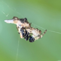 Cyclosa sp. (genus) at Cardiff, NSW - 28 Jul 2024 by Hejor1