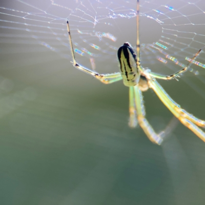 Leucauge dromedaria (Silver dromedary spider) at Cardiff, NSW - 28 Jul 2024 by Hejor1