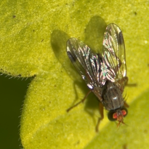 Pygophora apicalis at Cardiff, NSW - 28 Jul 2024 09:00 AM