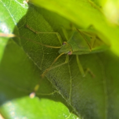 Amblypelta nitida at Cardiff, NSW - 27 Jul 2024 by Hejor1