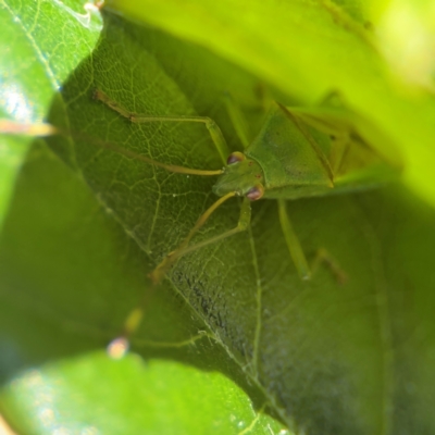 Amblypelta nitida at Cardiff, NSW - 27 Jul 2024 by Hejor1