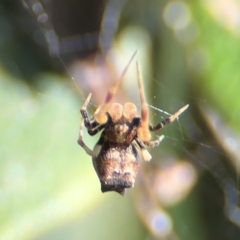 Philoponella congregabilis (Social house spider) at Cardiff, NSW - 27 Jul 2024 by Hejor1