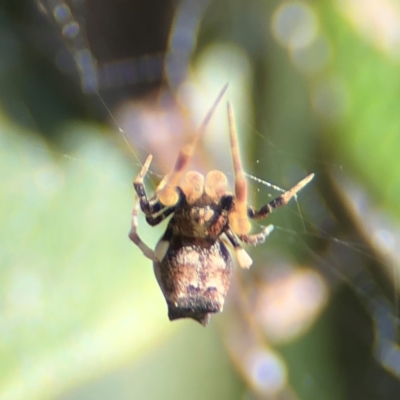 Philoponella congregabilis at Cardiff, NSW - 27 Jul 2024 by Hejor1