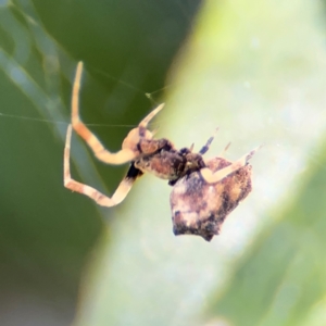 Philoponella congregabilis at Cardiff, NSW - 28 Jul 2024 09:03 AM