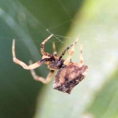 Philoponella congregabilis at Cardiff, NSW - 28 Jul 2024