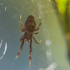 Philoponella congregabilis at Cardiff, NSW - 28 Jul 2024