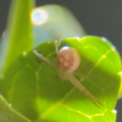 Thomisidae (family) at Cardiff, NSW - 27 Jul 2024 by Hejor1