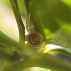 Lehtinelagia prasina at Cardiff, NSW - 28 Jul 2024 09:05 AM