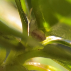 Lehtinelagia prasina at Cardiff, NSW - 28 Jul 2024 09:05 AM