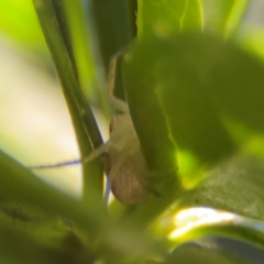 Lehtinelagia prasina at Cardiff, NSW - 28 Jul 2024 09:05 AM