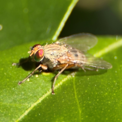 Pygophora sp. (genus) (A muscid fly) at Cardiff, NSW - 28 Jul 2024 by Hejor1