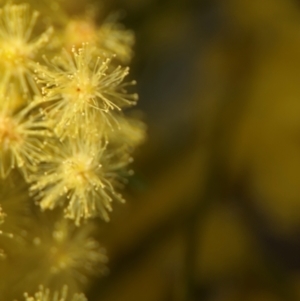 Acacia sp. at Cardiff, NSW - 28 Jul 2024