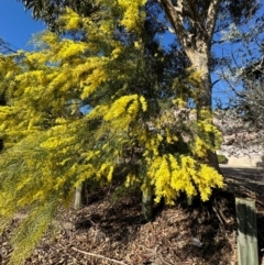 Acacia sp. at Cardiff, NSW - 28 Jul 2024