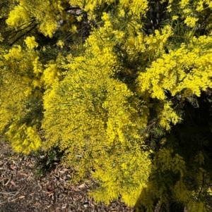 Acacia sp. at Cardiff, NSW - 28 Jul 2024