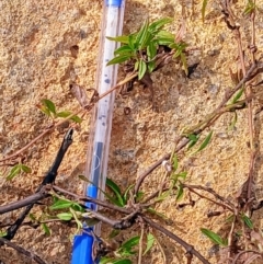 Persicaria prostrata (Creeping Knotweed) at Watson, ACT - 22 Jul 2024 by MAX