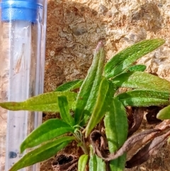 Persicaria prostrata at Watson, ACT - 22 Jul 2024