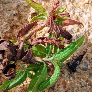 Persicaria prostrata at Watson, ACT - 22 Jul 2024