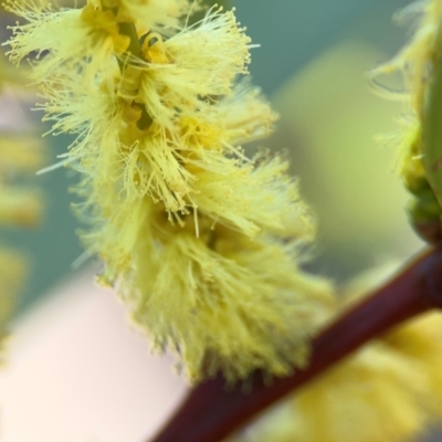 Acacia longifolia subsp. longifolia (Sydney Golden Wattle) at Cardiff, NSW - 27 Jul 2024 by Hejor1