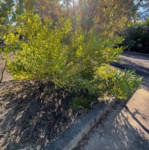 Acacia longifolia subsp. longifolia at Cardiff, NSW - 28 Jul 2024