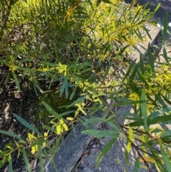 Acacia longifolia subsp. longifolia at Cardiff, NSW - 28 Jul 2024