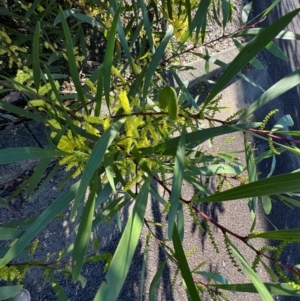 Acacia longifolia subsp. longifolia at Cardiff, NSW - 28 Jul 2024