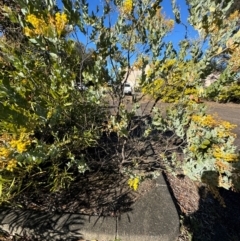 Acacia podalyriifolia at Cardiff, NSW - 28 Jul 2024 09:23 AM