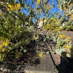 Acacia podalyriifolia at Cardiff, NSW - 28 Jul 2024 09:23 AM