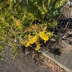 Acacia podalyriifolia at Cardiff, NSW - 28 Jul 2024