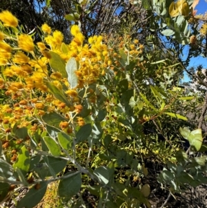 Acacia podalyriifolia at Cardiff, NSW - 28 Jul 2024