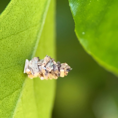 Lepidoscia lainodes (A Case moth (Psychidae)) at Cardiff, NSW - 28 Jul 2024 by Hejor1