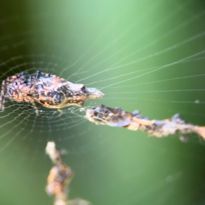 Cyclosa trilobata (Three-lobed spider) at Cardiff, NSW - 28 Jul 2024 by Hejor1