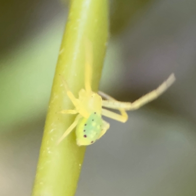 Thomisidae (family) at Cardiff, NSW - 27 Jul 2024 by Hejor1