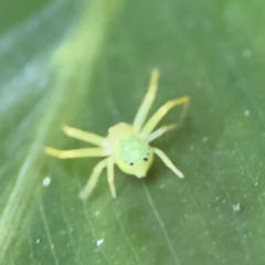 Thomisidae (family) at Cardiff, NSW - 28 Jul 2024 09:39 AM
