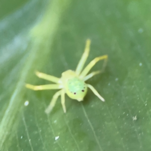 Thomisidae (family) at Cardiff, NSW - 28 Jul 2024 09:39 AM