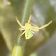 Thomisidae (family) at Cardiff, NSW - 28 Jul 2024 09:39 AM